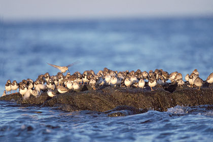 Limicoles rfugis sur rocher  mare haute