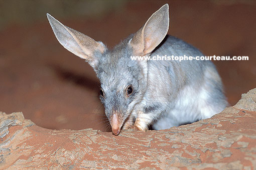 Grand Bilby ou Grand Bandicoot Lapin ou Grand péramèle-lapin