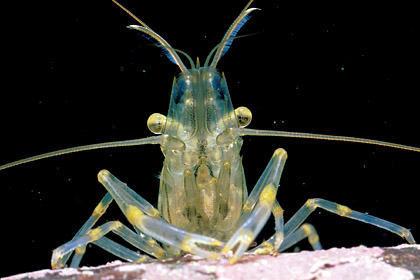 Portrait d'un bouquet (Paleamon serratus)