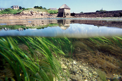 Mare basse au moulin  mare du Birlot. le de Brhat