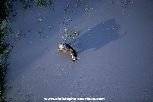 Buffle d'Afrique et son ombre dans l'Okavango