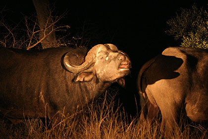 Buffle, taureau en flehmen la nuit