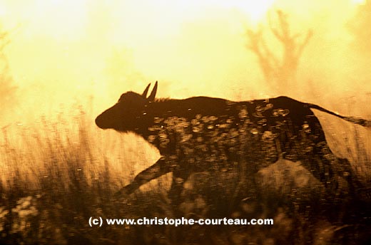 Buffle d'Afrique en pleine course dans la poussière le soir