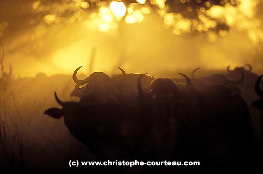 Herd of African Buffaloes in dust at sunset