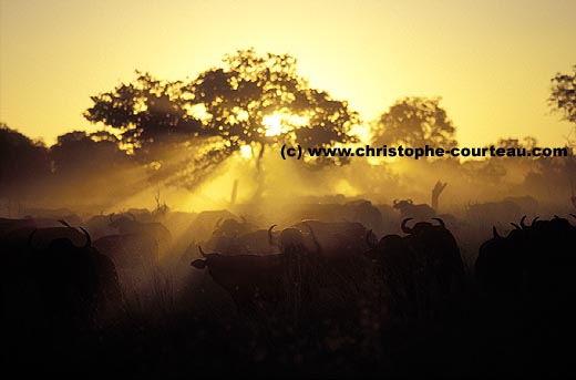 Herd of African Buffaloes in dust at sunset