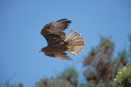 Galapagos Hawk