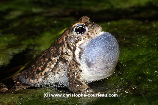 Toad - Natterjack , mating call.