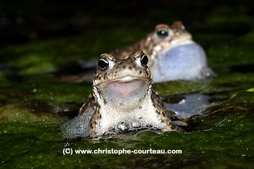 Natterjacks. 2 males, Mating call & challenging.