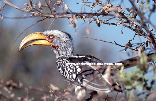 Southern Yellowbilled Hornbill