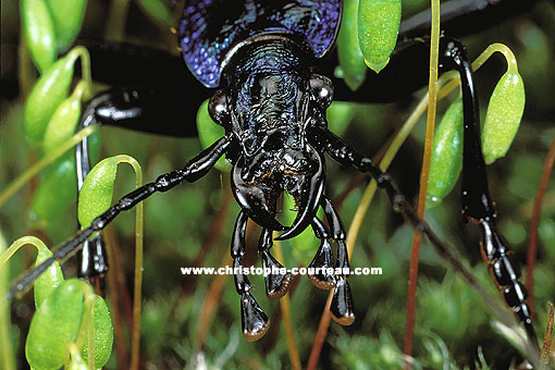 Insect close-up.... This is the ultimate predator...