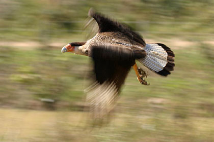 Crested Caracara