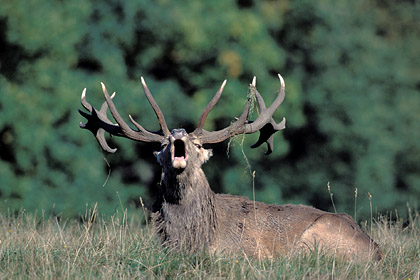 Cerf laphe - Brme couch dans une prairie