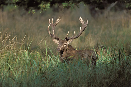 Grand cerf au bord d'un tang forestier