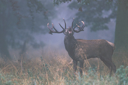 Cerf laphe - Brme dans la brume  l'automne