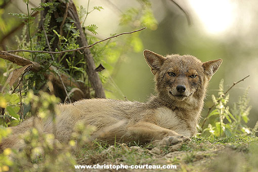 Chacal dor en sous bois