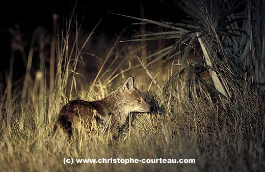 Chacal  flancs rays, surpris en pleine nuit