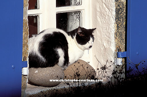 Ouessant Cat looking for the sun in winter