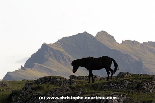 Icelandic Horse in the southern Wilderness