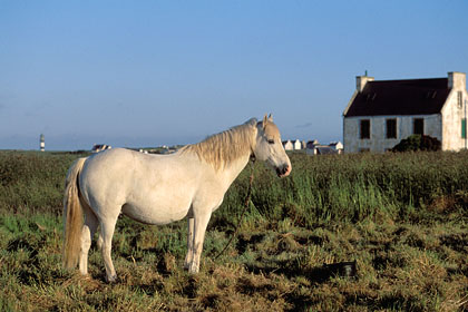 Horse in the field. June