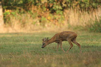 Roe Deer, grazing at the edge of a small forest