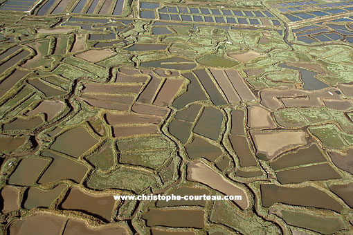 Marennes - Olron - Oyster-producing area