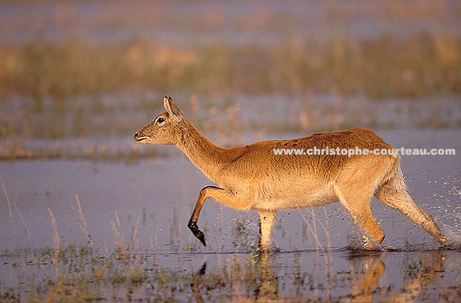 Red Lechwe in the Okavango