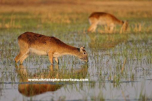 Red Lechwes in the Okavango