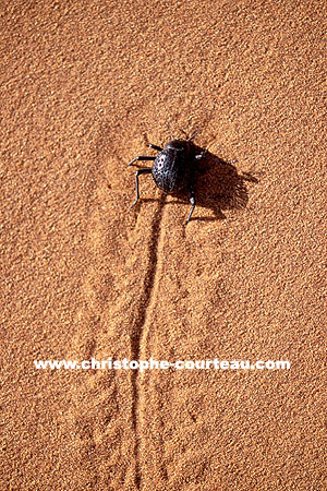 Sand Beetle
