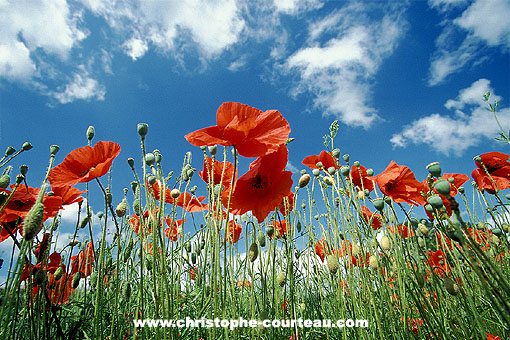 Common Poppies, view from beneath