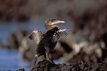 Cormoran aptère des Galapagos