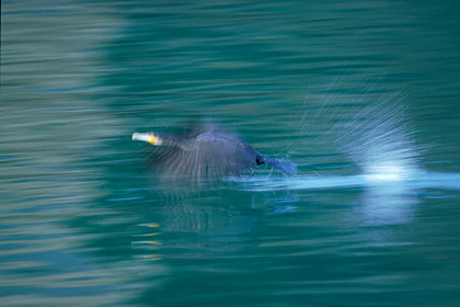 Great Cormorant. Taking-Off