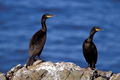 Cormorans hupps