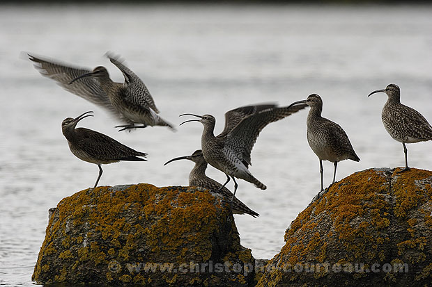 Whimbrels