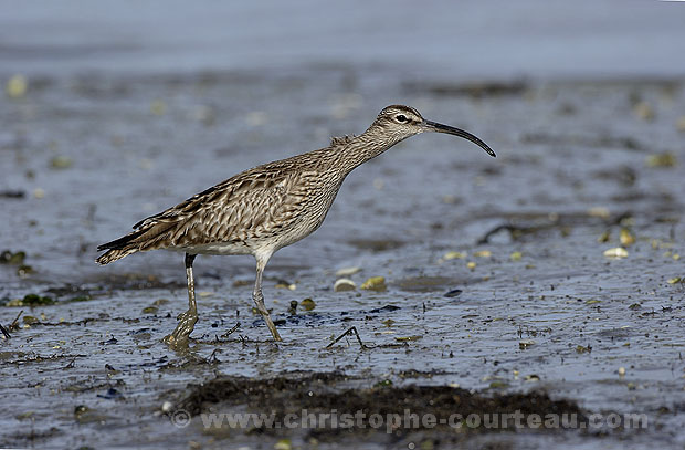 Whimbrel, Feeding on shore, Low Tide