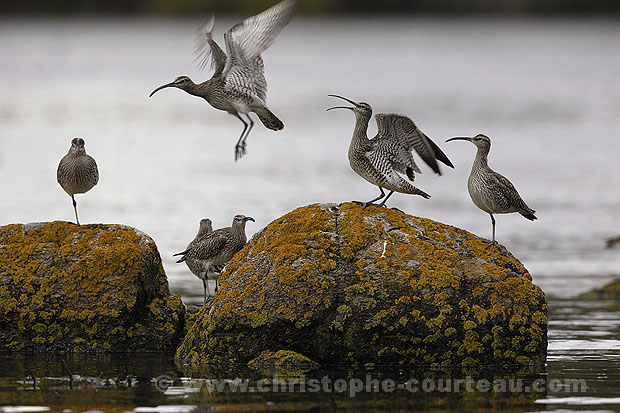 Whimbrels.