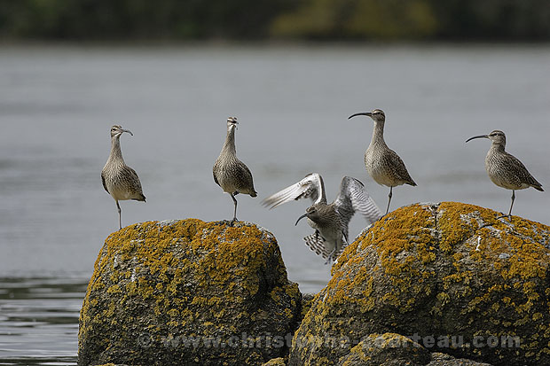 Whimbrels