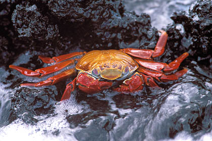 Crabe rouge des laves