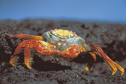 Crabe rouge des laves