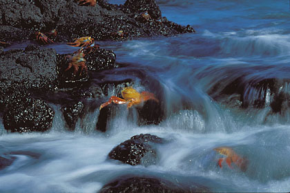 The tide is rising on the Sally Lightfoot Crabs in Santiago Island