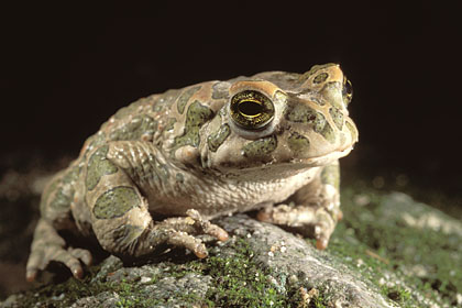 Crapaud vert  (Bufo viridis)