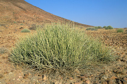 Damarana, autre euphorbe aux toxines mortelles / Damaraland