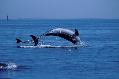 Bottlenose dolphins