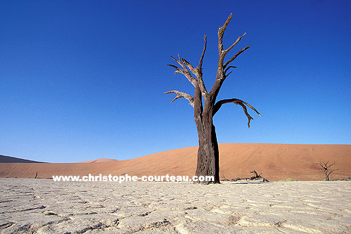 Arbres fossiles de Dead Vlei / Namib-Naukluft National Park