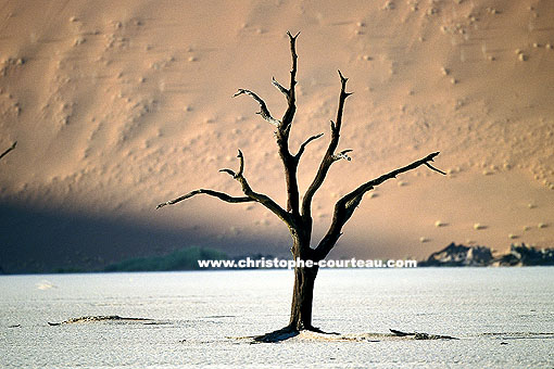 Fossil Tree of Dead Vlei - Namib-Naukluft National Park