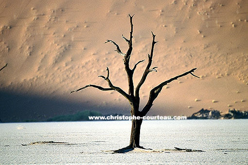 Arbre fossile de Dead Vlei - Namib-Naukluft National Park