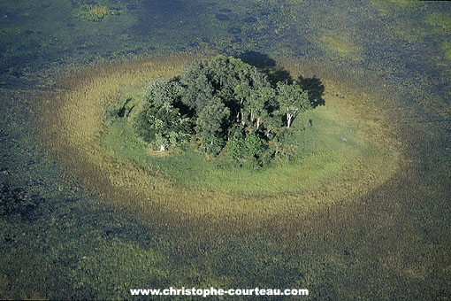 Island in the Okavango Delta, rainy season