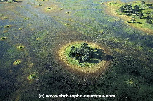 Islet of vegetation in the Okavango Delta / Botswana