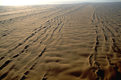 Champ de dunes. Dsert du Namib.