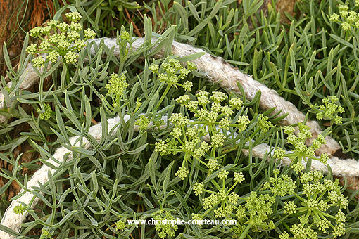 Cordage abandonn au milieu des cristes marines