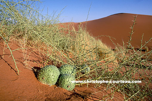 Nara, Desert cucumbers